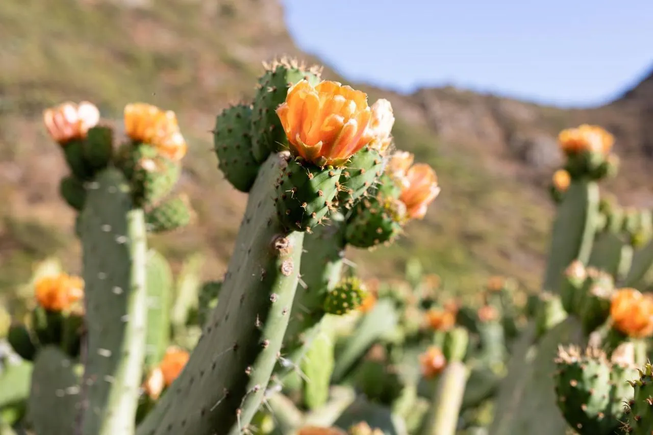Home2Book Nature Carrizales And Masca House & Wifi Buenavista Del Norte 0*,  Spain
